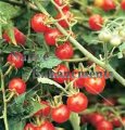 Wild Cherry Tomato - Lycoperison var. cerasiforme