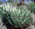 Parry's Agave - Agave parryi 5 gallon