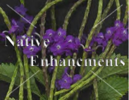 (image for) Purple Porter Weed - Stachytarpheta sp. 1 gallon