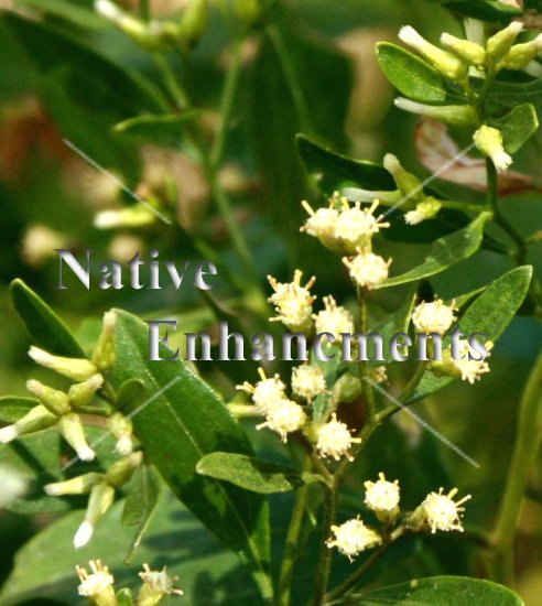 (image for) Salt Bush - Baccharis halimifolia / Plug