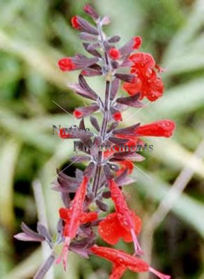 (image for) Tropical Sage - Salvia coccinea 1 gallon