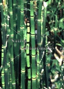 (image for) Horsetail Reed - Equisetum hyemale 1 gallon