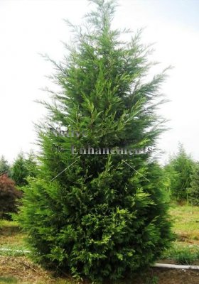 (image for) Leyland Cypress - x Cupressocyparis leylandii 5 gallon