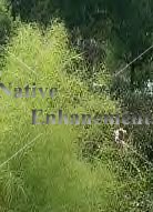 (image for) Bamboo Muhly – Muhlenbergia dumosa 5 gallon
