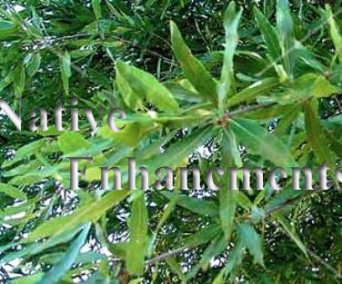 (image for) Willow Oak - Quercus phellos 5 gallon