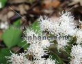 Fragrant Mist Flower - Eupatorium havanense 5 gallon
