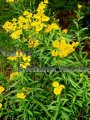 (image for) Mexican Mint Marigold - Tagetes lucida 1 gallon