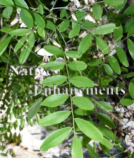 (image for) Eves's Necklace - Styphnolobium affine 5 gallon