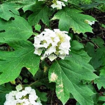 (image for) Oak Leaf Hydrangea - Hydrangea quercifolia 5 gallon