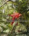 (image for) Bamboo Palm – Chamaedorea microspadix 5 gallon