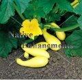 Yellow Crookneck Squash - Cucurbita pepo 4 inch