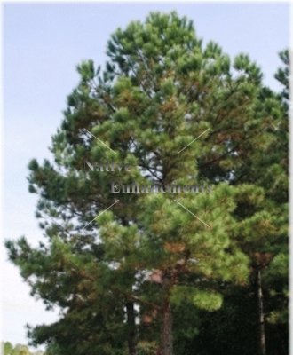 (image for) Loblolly Pine - Pinus taeda 5 gallon