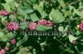 American Beauty Berry - Callicarpa americana 5 gallon