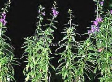 (image for) Angelonia - Angelonia angustifolia 1 gallon