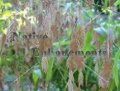 Inland Seaoats - Chasmanthium latifoilium 1 gallon