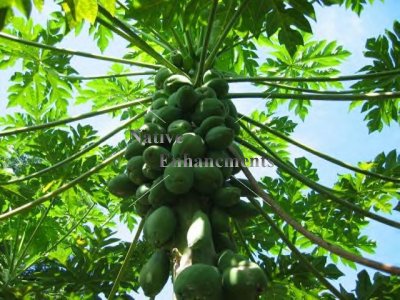 (image for) Papaya - Carica papaya 5 gallon