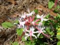 (image for) Piedmont Azalea - Rhododendron canescens 5 gallon