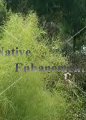 Bamboo Muhly – Muhlenbergia dumosa 5 gallon