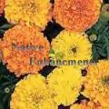 (image for) African Marigold - Tagetes erecta 4 inch