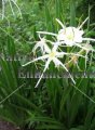 Spider Lily - Hymenocallis liriosme 1 gallon