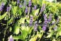Purple Pickerel Weed - Pontederia cordata 1 gallon