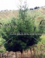 Spruce Pine - Pinus glabra 5 gallon