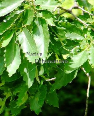(image for) Chinquapin Oak - Quercus muhlenbergia 5 gallon