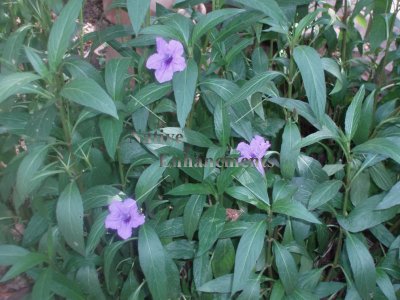 (image for) Soft Seeded Wild Petunia - Ruellia malacosperma 1 gallon