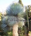 (image for) Beaked Yucca - Yucca rostrata 5 gallon