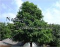 Montezuma Cypress - Taxodium mucronatum 5 gallon