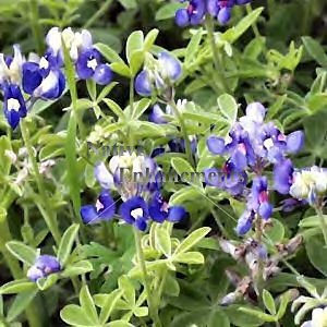 (image for) Bluebonnet - Lupinus texensis 4 inch