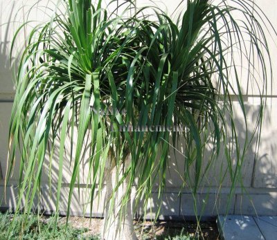 (image for) Ponytail Palm - Beaucarnea recurvata 5 gallon