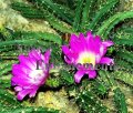 (image for) Lady Finger Cactus - Echinocereus pentalophus 1 gallon