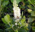 Sweet Pepper Bush - Clethra alnifolia
