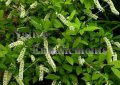 Virginia Sweetspire - Itea virginica 5 gallon