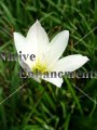 (image for) Evening Star Rain Lily - Cooperia drummondii 1 gallon