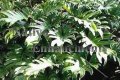(image for) Xanadu - Philodendron xanadu 1 gallon