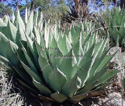 (image for) Parry's Agave - Agave parryi 5 gallon