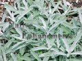 White Sage - Artemisia ludoviciana 1 gallon