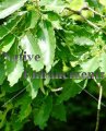 (image for) Chinquapin Oak - Quercus muhlenbergia 5 gallon