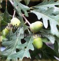 (image for) White Oak - Quercus alba 5 gallon