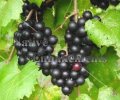 Muscadine Grape - Vitis rotundifolia 5 gallon