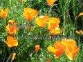 (image for) California Poppy - Eschscholzia califonica 4 inch