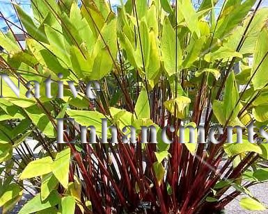 (image for) Red Stemmed Thalia – Thalia geniculata 5 gallon