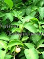 Spicebush - Lindera benzoin 5 gallon