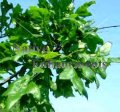 Overcup Oak - Quercus lyrata 5 gallon