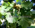 (image for) Bur Oak - Quercus macrocarpa 5 gallon