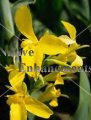 (image for) Water Canna - Canna glauca 5 gallon