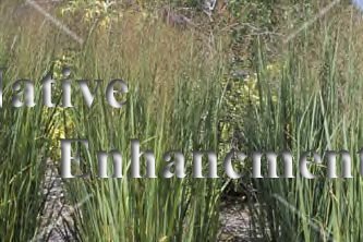 (image for) Switchgrass - Panicum virgatum 1 gallon