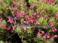 Autumn Sage - Salvia greggii 1 gallon